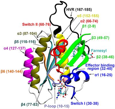 Nucleotide-Specific Autoinhibition of Full-Length K-Ras4B Identified by Extensive Conformational Sampling